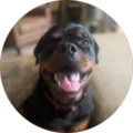 Justin Harris Avatar